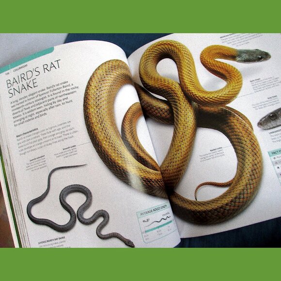 Book - Snake: The Essential Visual Guide by Chris Mattison - Picture 3 of 16